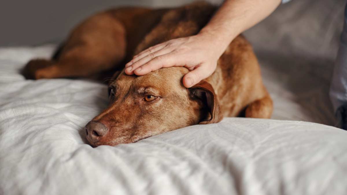 Animal Pain Awareness Month at TLC Pet Hospital